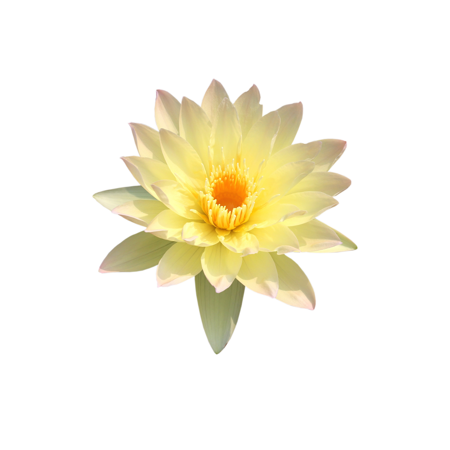 Waterlily